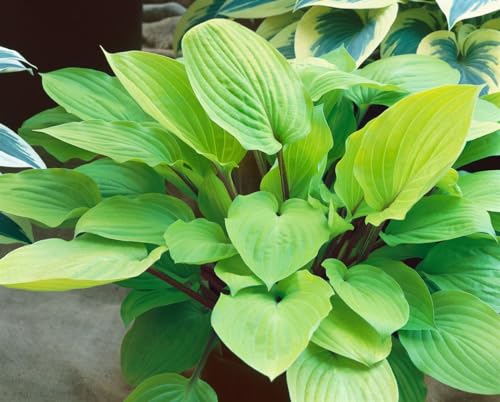 Hosta x cult. 'Fire Island' P1 - Funkien Pflanze, Gelbes Laub, Schattenliebend, Winterhart, Gartenstaude von PlantaPro