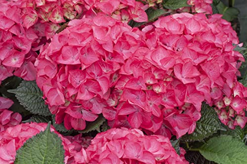 Hydrangea mac. 'Red Angel' C 40-60 Ballhortensie 'Red Angel'®,winterhart, deutsche Baumschulqualität, im Topf für optimales anwachsen von PlantaPro