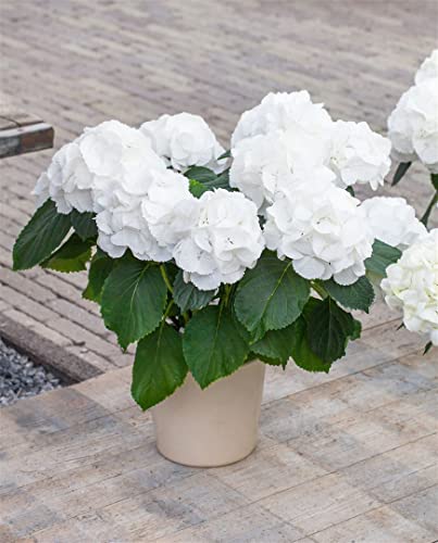 Hydrangea mac. 'Schneeball' C 30-40 Bauernhortensie 'Schneeball'(s),winterhart, deutsche Baumschulqualität, im Topf für optimales anwachsen von PlantaPro