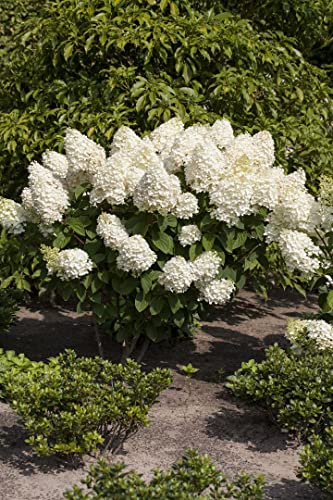 Hydrangea paniculata 'Silver Dollar' 5 L 60-80 Rispenhortensie 'Silver Dollar',winterhart, deutsche Baumschulqualität, im Topf für optimales anwachsen von PlantaPro