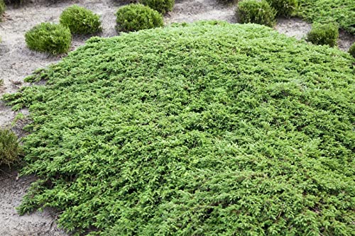 Juniperus com.'Green Carpet' 5L 30-40 Kriechwacholder 'Green Carpet',winterhart, deutsche Baumschulqualität, im Topf für optimales anwachsen von PlantaPro
