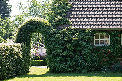 Kletterhortensie Hydrangea petiolaris Kletterpflanze im Topf gewachsen (60-80cm) von PlantaPro