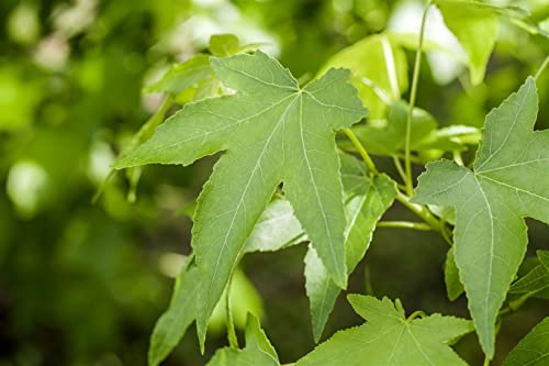 Liquidambar styracifl.'Slender Silhouette' C 5 80-100 Amberbaum 'Slender Silhouette',winterhart, deutsche Baumschulqualität, im Topf für optimales anwachsen von PlantaPro