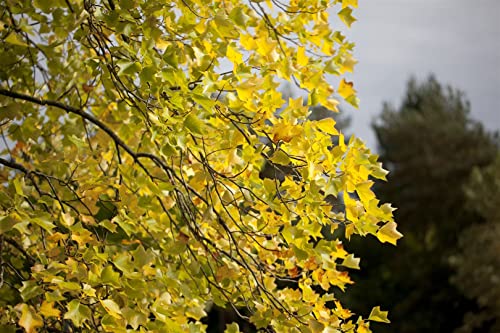 Liriodendron tulipifera 5L 100-125 Amerikanischer Tulpenbaum,winterhart, deutsche Baumschulqualität, im Topf für optimales anwachsen von PlantaPro