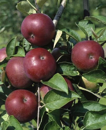 McIntosh Apfelbaum 125-150cm - Winterhart, Malus domestica, 7,5L Topf, Aromatische Früchte, Robust von PlantaPro