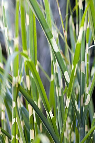 Miscanthus sinensis 'Strictus' C 10 Garten-Zebraschilf 'Strictus',winterhart, deutsche Baumschulqualität, im Topf für optimales anwachsen von PlantaPro