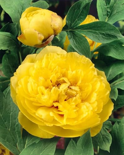 Paeonia lutea P1 - Gelbe Pfingstrose, Winterhart & Mehrjährig, Sonnenliebende Gartenpflanze, Blütenreich von PlantaPro