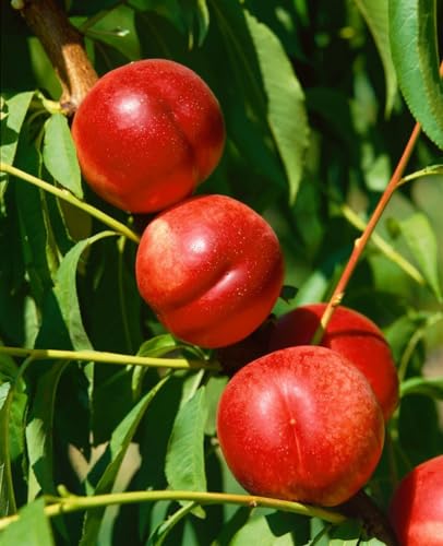 Pfirsichbaum 'Fantasia' - Prunus persica, CAC-Qualität, 150-200 cm, winterhart & ertragreich, im 7,5L Topf von PlantaPro