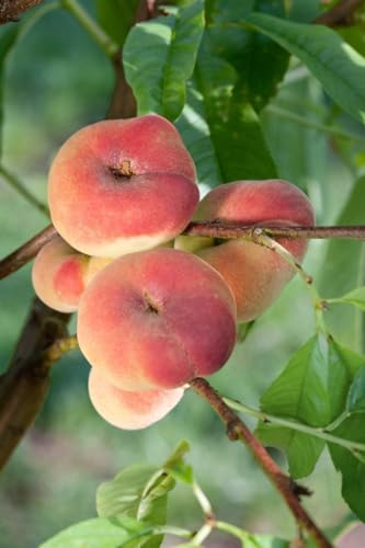 Pfirsichbaum 'Tito' - Prunus persica, 150-200cm, Winterhart & Ertragreich, im 7,5L Topf, Saftige Früchte, Zierpflanze von PlantaPro