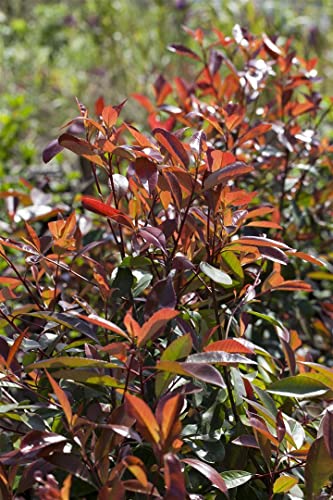 Photinia fraseri 'Red Robin' C 100-125 von PlantaPro