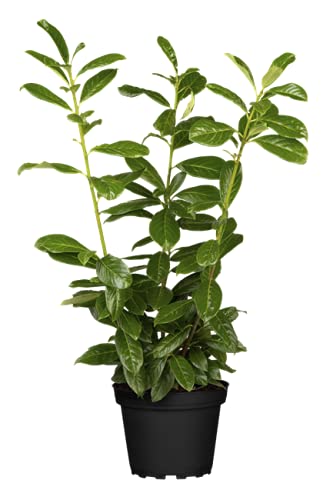 Prunus lauroc winterharte Heckenpflanze Kirschlorbeer 40-60cm im Topf gewachsen von PlantaPro