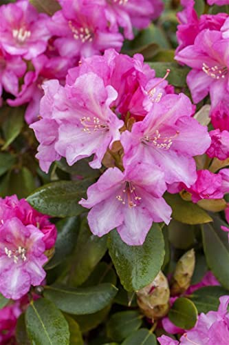 Rhododendron 'Blurettia' Yakushima-Zwergazalee, Winterhart & Blühfreudig, C5 Topf, 25-30cm Gartenpflanze von PlantaPro