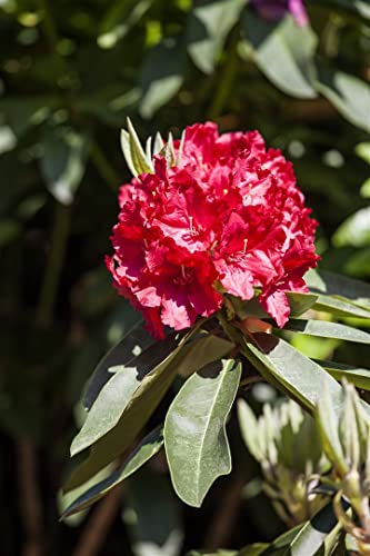 Rhododendron Hybr.'Roter Korsar' -R- C 7,5 40-50 Rhododendron 'Roter Korsar',winterhart, deutsche Baumschulqualität, im Topf für optimales anwachsen von PlantaPro