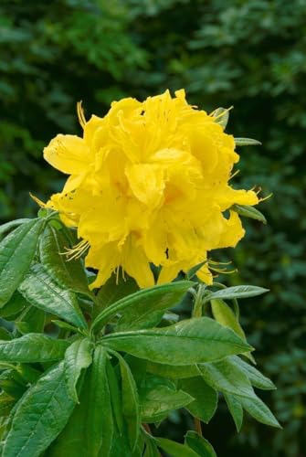 Rhododendron luteum 'Goldstück' - Gelber Azalee, 30-40cm, C5 Container, Duftend, Winterhart, Gartenpflanze von PlantaPro