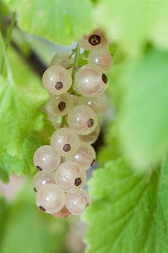 Ribes rubrum 'Blanka' - Weiße Johannisbeere, Buschform, 40-60cm, C2 Container, Robuste & Ertragreiche Beerenpflanze von PlantaPro