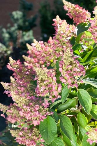 Rispenhortensie 'Pink Lady' - Hydrangea paniculata, 5L Topf, 40-60cm, Blütenrosa, Winterhart, Gartenpflanze von PlantaPro