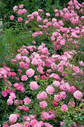 Rosa 'Sommerwind' - Robuste Gartenrose im 4L Topf, Duftend, Blütenreich, Winterhart, Pflegeleicht, Rosa Blüten von PlantaPro