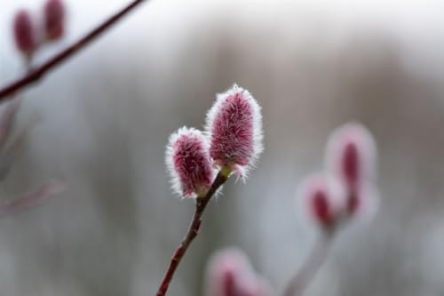 Salix 'Rotkätzchen' - Dekorative Korkenzieher-Weide, Mehrjährig, Winterhart, Sta C3, Kräftige Krone, Stammhöhe 50cm von PlantaPro