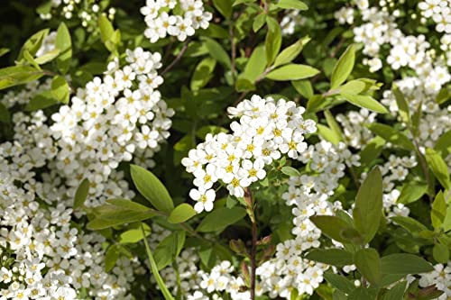 Spiraea cinerea 'Grefsheim' 7,5L 80-100 Weiße Rispenspiere 'Grefsheim',winterhart, deutsche Baumschulqualität, im Topf für optimales anwachsen von PlantaPro