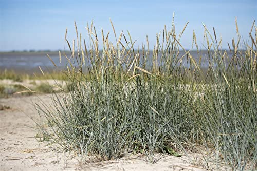 Strandhafer Ammophila breviligulata 5L Topf, 60-80cm, Küstenpflanze, Windbeständig, Sandboden, Erosionsschutz von PlantaPro