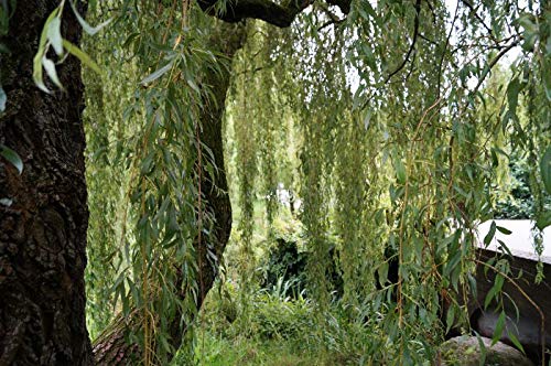 Trauerweide 100-125cm - Salix alba von PlantaPro