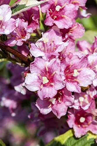 Weigela florida 'Nana Variegata' 80-100 cm - Weigelie, rosa Blüten, Blütezeit Mai-Juni, ideal für Hecken und Rabatten, bienenfreundlich, pflegeleicht Weigela florida 'Nana Variegata' 80-100 cm - Weigelie, rosa Blüten, Blütezeit Mai-Juni, ideal für Hecken und Rabatten, bienenfreundlich, pflegeleicht von PlantaPro