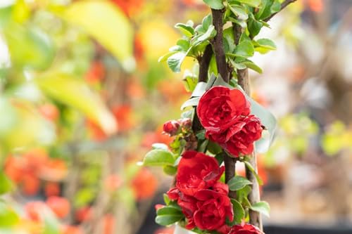 Zierquitte 'Scarlet Storm' Chaenomeles speciosa C4, 40-60cm, Rotblühend, Winterhart, Pflegeleicht von PlantaPro