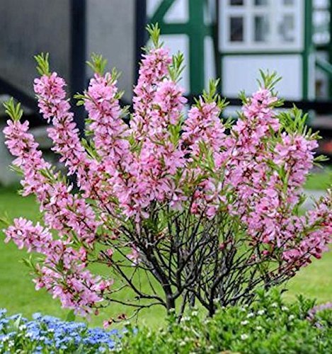 Zwerg Mandelbäumchen Fire Hill 40-60cm - Prunus tenella von PlantaPro