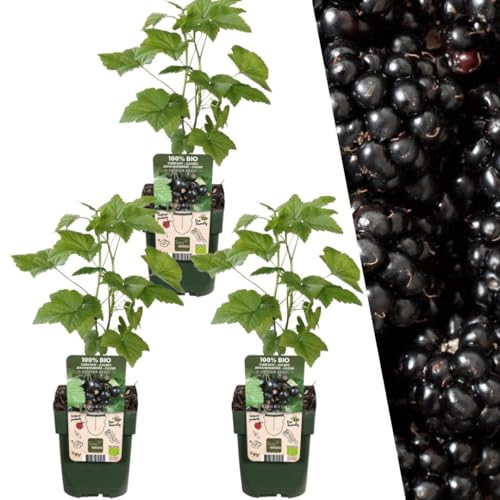 Plants by Frank | 3 Brombeeren Pflanzen | 100% Bio Obstpflanzen | Brombeeren | Gartenpflanzen | Winterharte Pflanzen Garten | Gartenpflanzen Winterhart von Plants by Frank