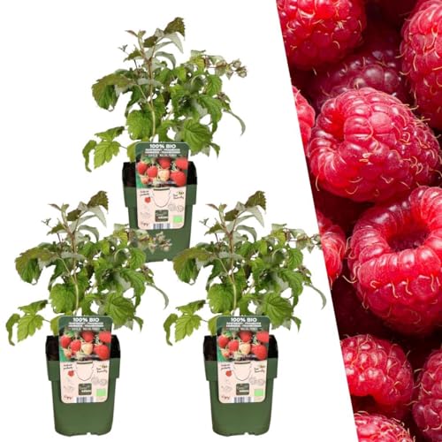 Plants by Frank | 3 Himbeeren Pflanzen | 100% Bio Obstpflanzen | Himbeeren | Gartenpflanzen | Winterharte Pflanzen Garten | Gartenpflanzen Winterhart von Plants by Frank