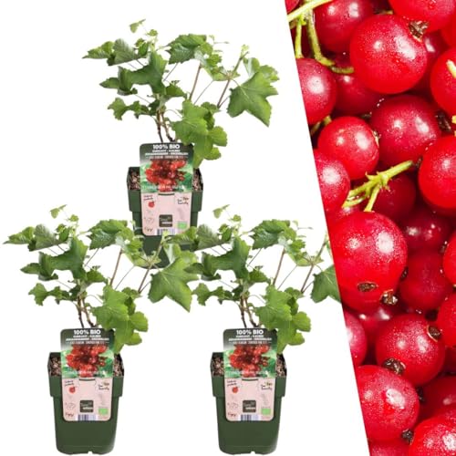 Plants by Frank | 3 Stachelbeeren Pflanzen | 100% Bio Obstpflanzen | Stachelbeeren | Gartenpflanzen | Winterharte Pflanzen Garten | Gartenpflanzen Winterhart von Plants by Frank