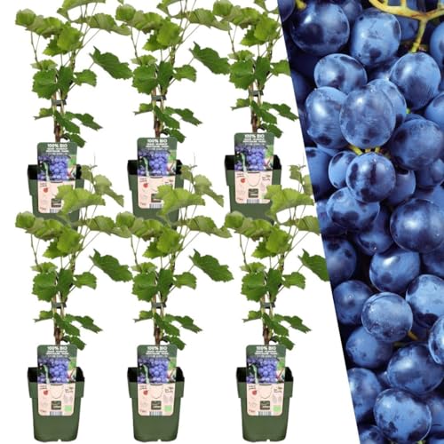 Plants by Frank | 6 Heidelbeeren Pflanzen | 100% Bio Obstpflanzen | Heidelbeeren | Gartenpflanzen | Winterharte Pflanzen für Garten | Gartenpflanzen Winterhart von Plants by Frank