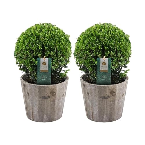 Plants by Frank | Echte Stechpalme Kugel | 2x Ilex crenata 'Jenny' kugel im Holztopf | set von 2 Stück | 20 cm Ø durchmesser | Buchsbaum ersatz | Ilex | Gartenpflanzen | Buchsbaum | Herbst Pflanzen von Plants by Frank