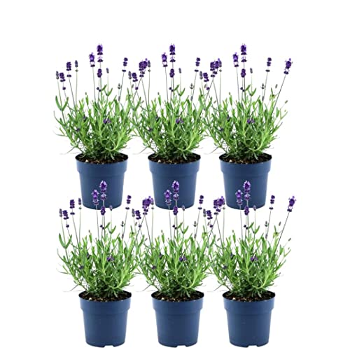 Plants by Frank - Blühende Blauer-Duft Lavendel Pflanze Winterhart im Set von 6 x 25 cm ↨ | Echter Lavendel | Gartenpflanzen | Pflanzen | Lavendel angustifolia Felice von Plants by Frank