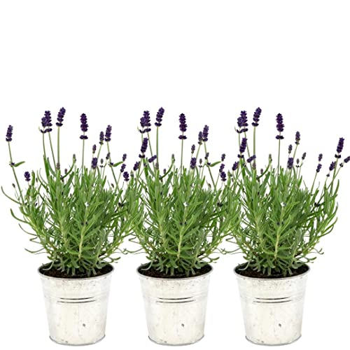 Plants by Frank - Set von 3 Echter Lavendel Pflanze im Dekotopf 'Old Look' - 3 x Lavandula Angustifolia Felice ® 13 cm Topf - Lavendel pflanze winterhart - Frisch aus der Gärtnerei Geliefert von Plants by Frank