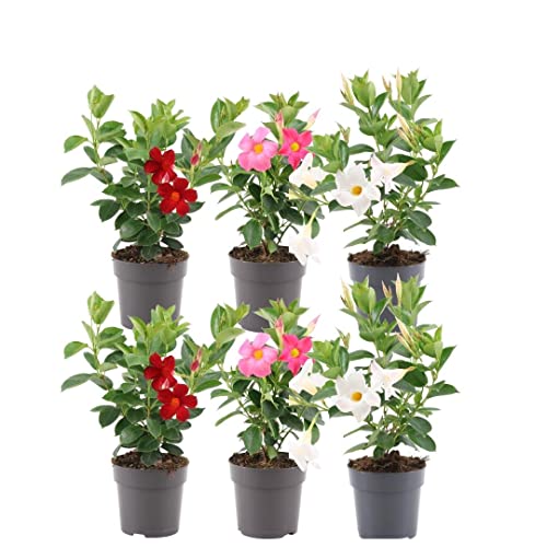 Plants by Frank - Set von 6 Mandevilla mix Pflanzen - 2 x Dipladenia weiss & 2 x rot & 2 x rosa in 12 cm Topf - Mediterrane Pflanzen - Frisch aus der Gärtnerei Geliefert - Schling & Kletterpflanzen von Plants by Frank