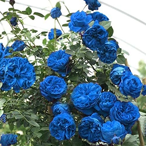 Ponak Neue 30pcs Kletterrose Blumensamen blau von Ponak