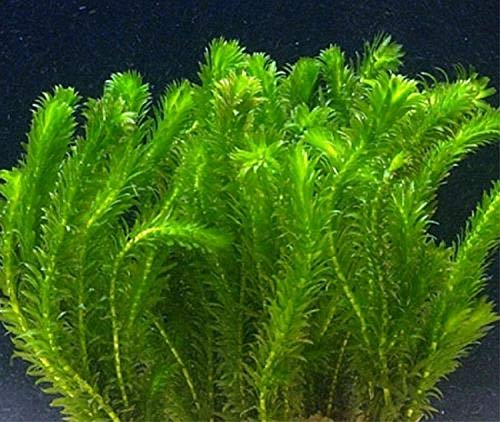 Portal Cool 15 X Elo Live-Teich Weed Aquarienn Coldwa Tropical Sauerstoff von Portal Cool