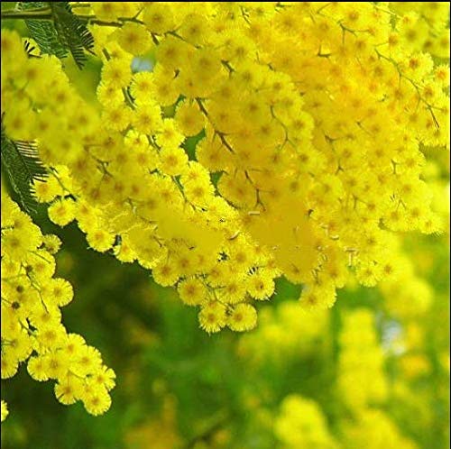 Portal Cool 20 Goldene Mimosa Pflanzen Acacia Baileyana Gelb Akazie Baum-Blumen-Pflanzen-Samen von Portal Cool