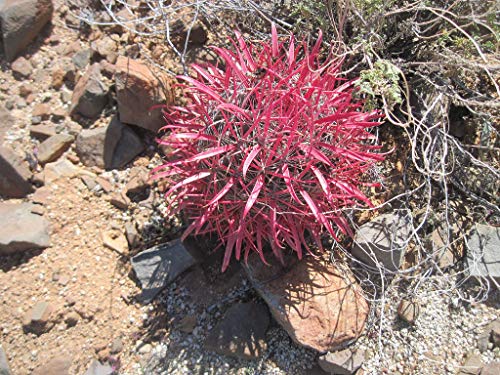 Portal Cool Ferocactus Gracilis V Coloratus 10 Samen. Super Spines! Echinocactus Rare Red! von SVI