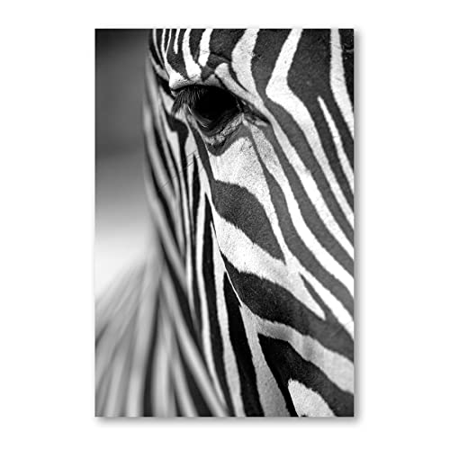 Postereck - 0663 - Zebra, Schwarz Weiss Tier Natur Wild Kopf - Wandposter Fotoposter Bilder Wandbild Wandbilder - Poster - 3:2-30,0 cm x 20,0 cm von Postereck