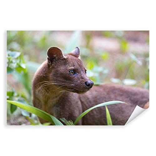 Postereck - 2924 - Mungo, Tier Natur Wildnis Raubtier Mangusten - Wandposter Fotoposter Bilder Wandbild Wandbilder - Leinwand - 100,0 cm x 75,0 cm von Postereck