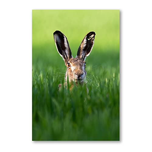 Postereck - 3522 - Hase, Feld Close Up Tier Natur Gras Ohren - Wandposter Fotoposter Bilder Wandbild Wandbilder - Leinwand - 100,0 cm x 75,0 cm von Postereck