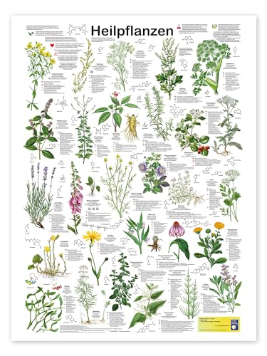 Heilpflanzen Poster von Planet Poster Editions 60 x 80 cm Grün Geschenkideen Wanddeko von Posterlounge