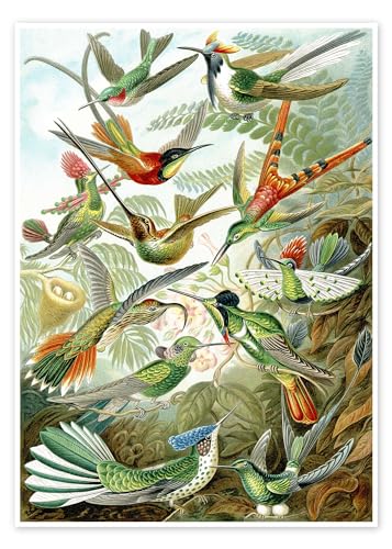 Kolibris, Trochilidae (Kunstformen der Natur, 1899) Poster von Ernst Haeckel 50 x 70 cm Grün Realismus Wanddeko von Posterlounge
