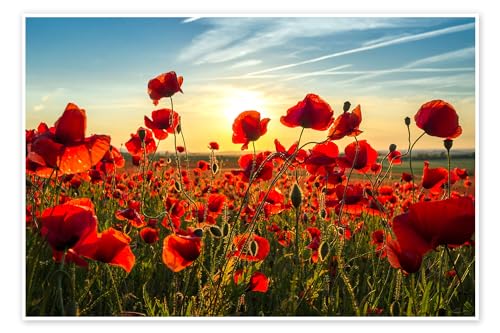 Mohn am Abend Poster von Steffen Gierok 90 x 60 cm Rot Blumen Wanddeko von Posterlounge