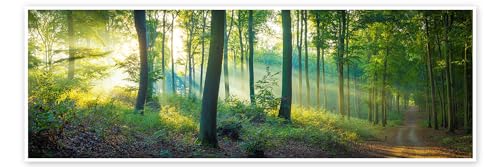 Wald Panorama Poster von Martin Wasilewski Wandbilder für jeden Raum 90 x 30 cm Grün Botanik Wanddeko von Posterlounge