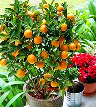 Potseed . Sale! Obst Zwerg Standing Orange Tree Flores Zimmerpflanze im Topf Garten Dekoration Pflanze Kumquat plantas Tangerine Citrus von Potseed