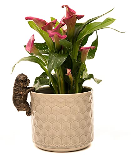 Pot Buddies Dekorativer Topfhänger mit britischer Bulldogge, bronzefarben Pot Buddies Dekorativer Topfhänger mit britischer Bulldogge, bronzefarben von Potty Feet