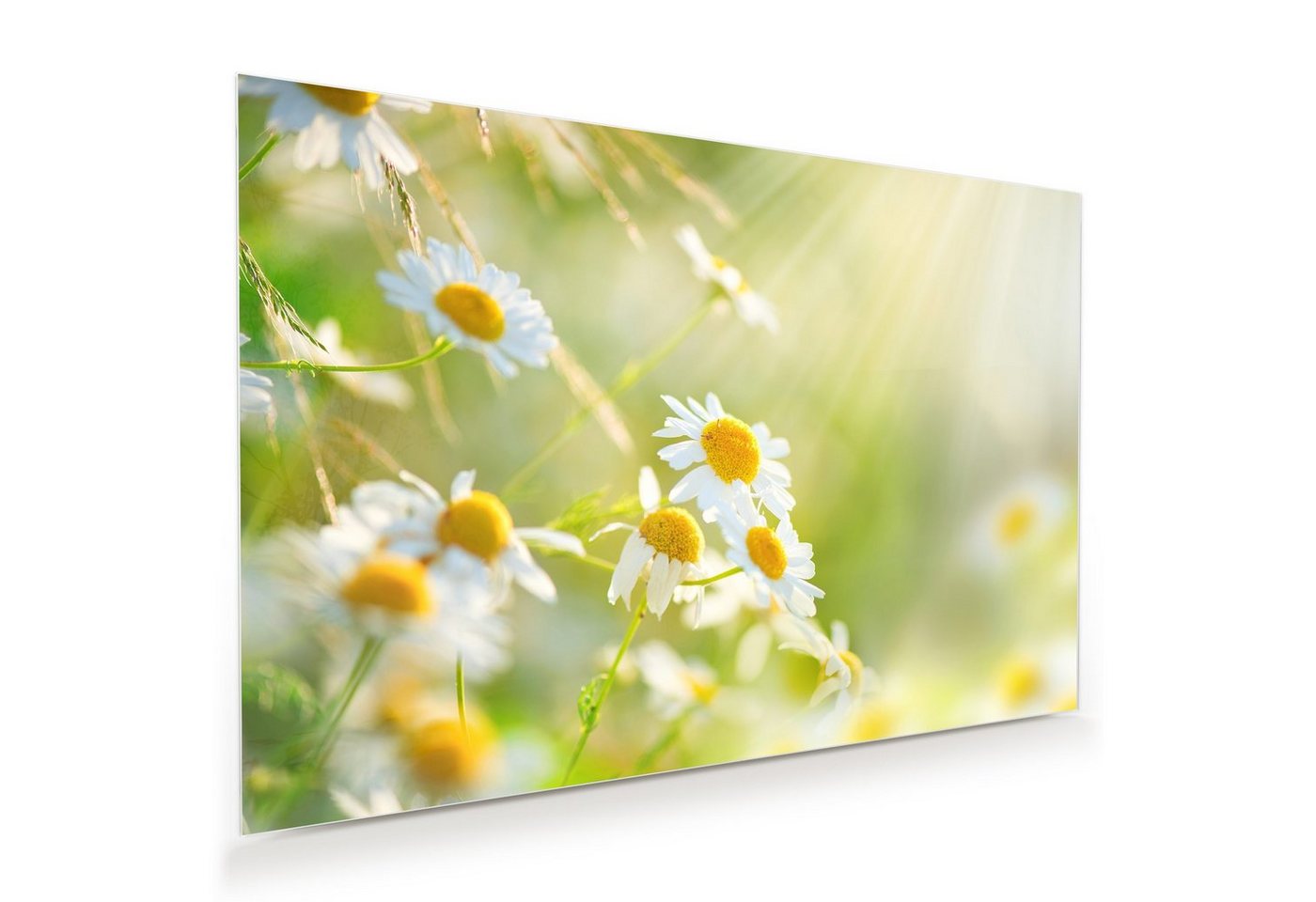 Primedeco Glasbild Wandbild Blüten im Sonnenschein mit Aufhängung, Natur von Primedeco